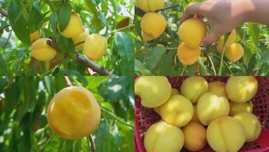 黄桃种植基地果园高清在线视频素材下载
