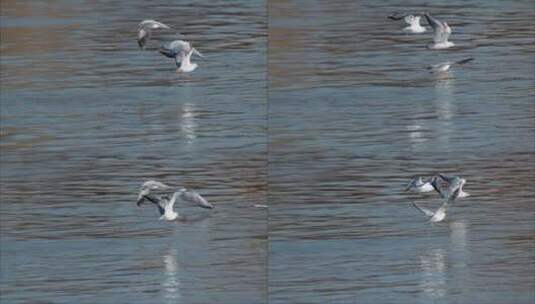 海鸥飞翔超慢动作水面上的海鸟飞翔高清在线视频素材下载