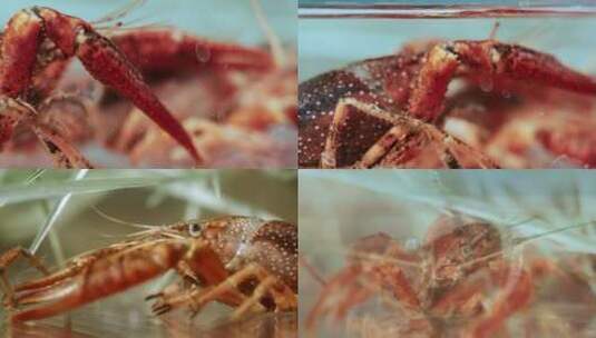 5K-小龙虾养殖，水里面的小龙虾高清在线视频素材下载