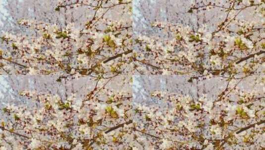 春天在微风中盛开的紫叶李高清在线视频素材下载
