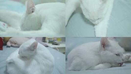 白色猫咪舔毛宠物饲养喂养清理护理卫生高清在线视频素材下载