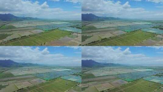 4k江门台山农业公园千亩渔业鱼塘航拍高清在线视频素材下载