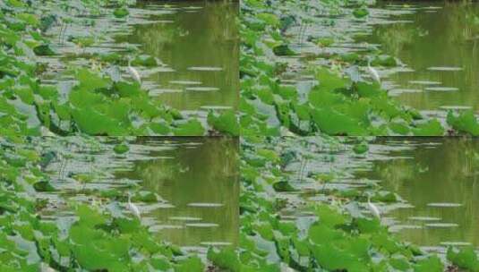 湿地公园白鹤站立荷叶上高清在线视频素材下载