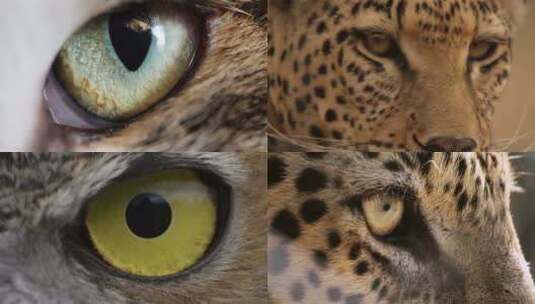 [合集] 动物眼睛特写镜头高清在线视频素材下载