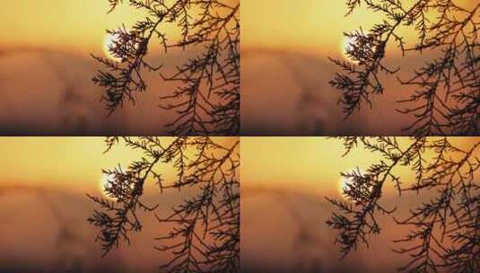 秋天黄昏夕阳下的植物剪影唯美空镜高清在线视频素材下载