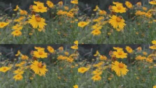 城市公园鲜花种植植物实拍高清在线视频素材下载