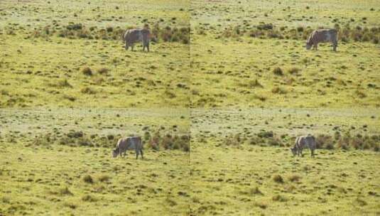 黄牛在草地上吃草高清在线视频素材下载