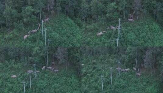 野生亚洲象实拍高清在线视频素材下载