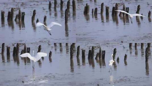 深圳湾的白鹭在休憩觅食升格镜头高清在线视频素材下载
