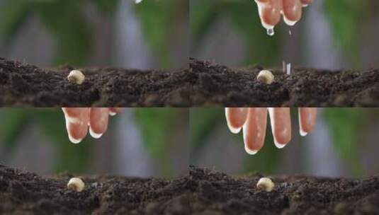 种子生根发芽植物生长生命生长高清在线视频素材下载