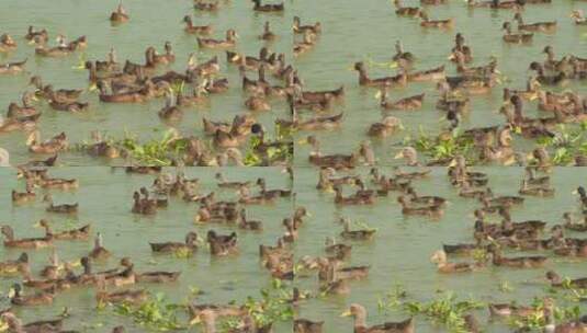 农村天然散养鸭子在河里游泳高清在线视频素材下载