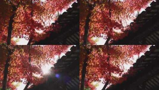 秋天江南古风建筑旁色彩鲜艳的枫叶实拍高清在线视频素材下载