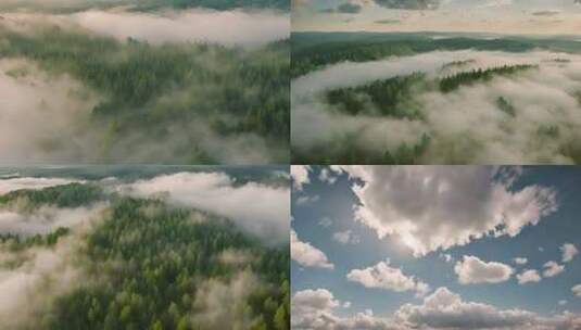 （合集）绿色森林 蓝天白云 航拍森林高清在线视频素材下载