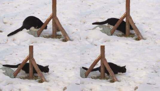 猫冬季在雪地捕猎出击瞬间高清在线视频素材下载