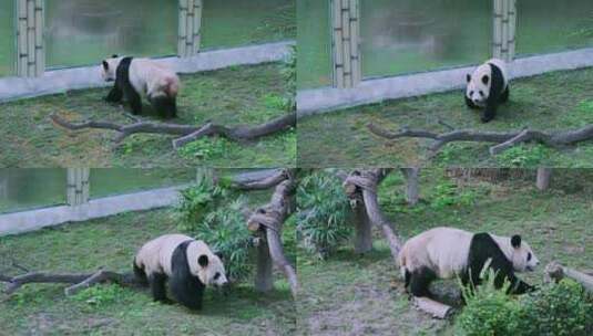 动物园大熊猫行走打滚高清在线视频素材下载