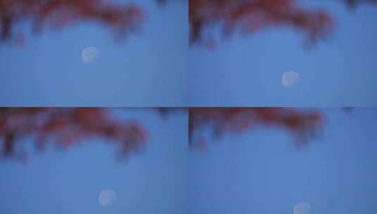 月亮延时 蓝调高清在线视频素材下载