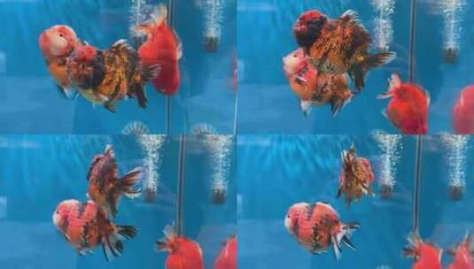 来自中国福州的世界级宠物金鱼高清在线视频素材下载