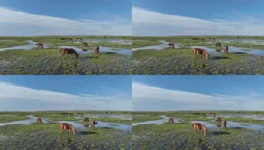 航拍呼伦贝尔秋天的草原马群353高清在线视频素材下载