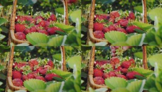 有机草莓高清在线视频素材下载
