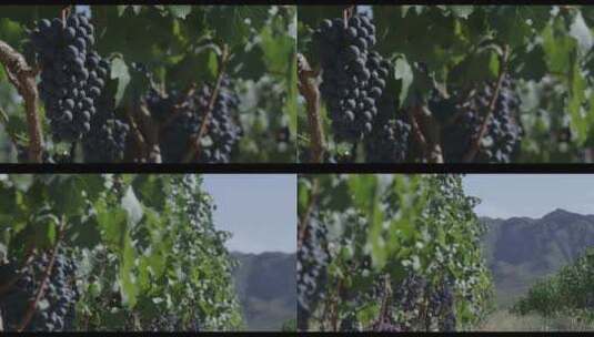 葡萄园 葡萄地 葡萄 种植水果高清在线视频素材下载