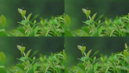 茶叶茶园茶厂绿茶高清在线视频素材下载