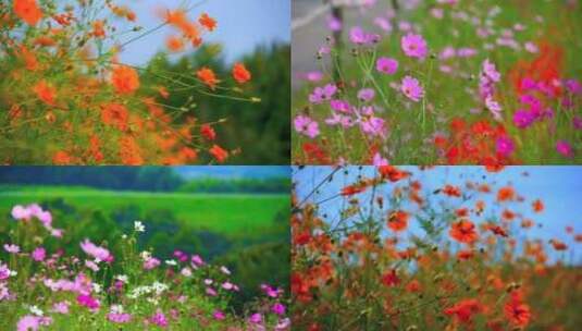 春天鲜花和蝴蝶高清在线视频素材下载