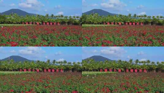 海南三亚博后村在红玫瑰花田中的游玩的旅客高清在线视频素材下载