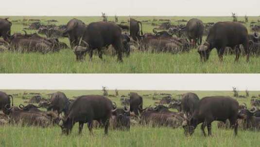 草原上的牛高清在线视频素材下载