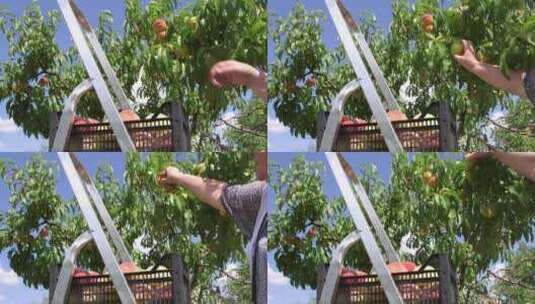 水蜜桃桃子农村振兴果园视频素材高清在线视频素材下载