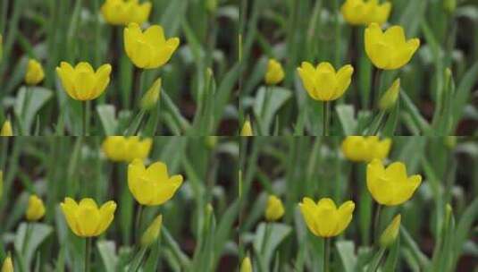 南宁青秀山上的郁金香花盛开特写空镜高清在线视频素材下载