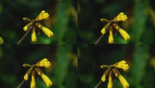 春天风铃花黄色花卉微距特写高清在线视频素材下载