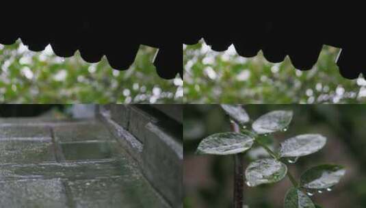 下小雨屋檐植物水滴特写视频素材高清在线视频素材下载
