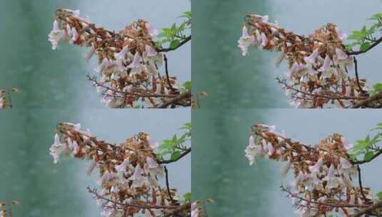 春天盛开的泡桐花高清在线视频素材下载