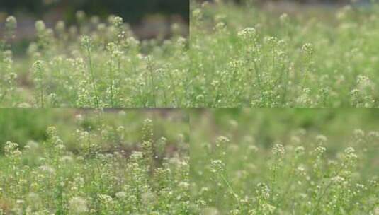 荠菜花野荠菜野花高清在线视频素材下载