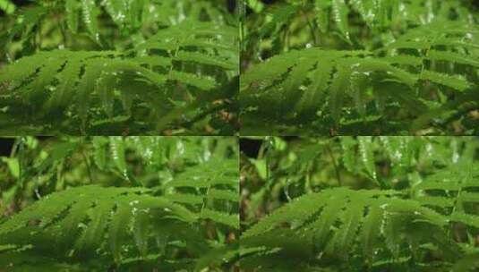 阳光雨滴绿植蕨类植物高清在线视频素材下载