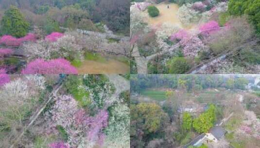 杭州植物园灵峰探梅梅花风景视频素材高清在线视频素材下载