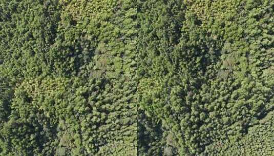 航拍山川丘陵大山山脉森林植物高清在线视频素材下载