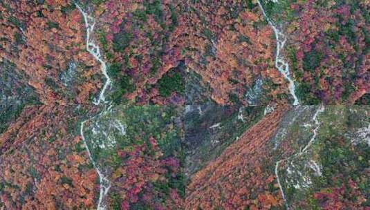 秋日红叶森林航拍满山红叶高清在线视频素材下载