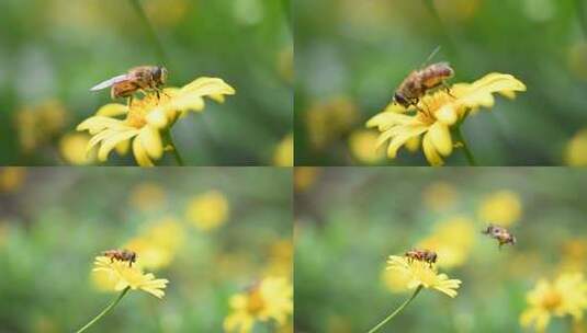 蜜蜂  花  水滴特写高清在线视频素材下载