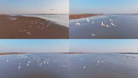 江西鄱阳湖湿地候鸟白鹤大雁高清在线视频素材下载