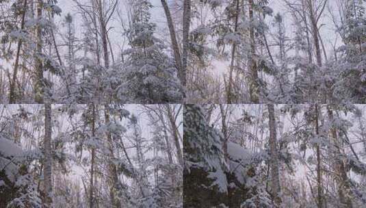 伊春5A景点汤旺河林海奇石景区冬天雪松高清在线视频素材下载