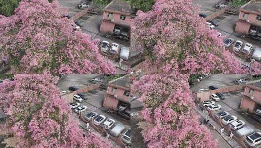 中国广东省广州市天河区华南师范大学异木棉高清在线视频素材下载