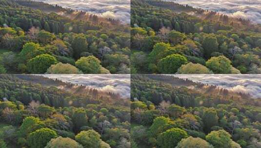 森林阳光云海森林云雾缭绕树林山大自然山峰高清在线视频素材下载