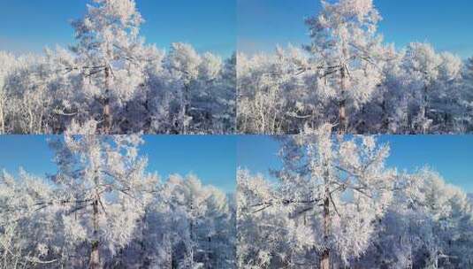 积雪覆盖的树林景观高清在线视频素材下载