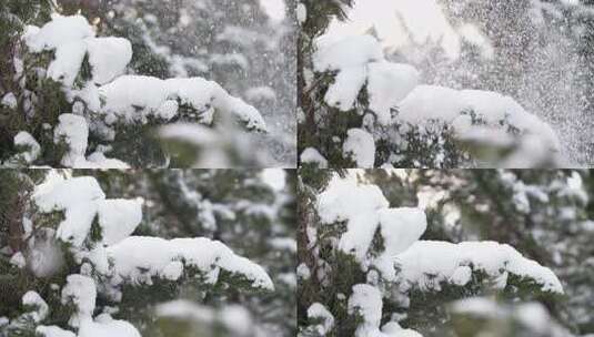 冬天下雪唯美雪景松树枝头被雪覆盖高清在线视频素材下载