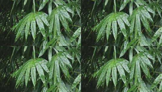 下雨天带水珠的竹叶特写高清在线视频素材下载