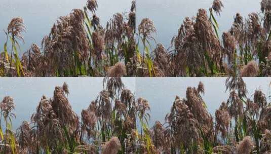 水边芦苇特写高清在线视频素材下载