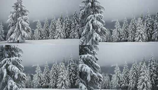 冬至小寒大寒雪中森林树木唯美自然风景旅行高清在线视频素材下载
