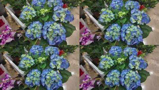 室内盆栽绿植花卉高清在线视频素材下载