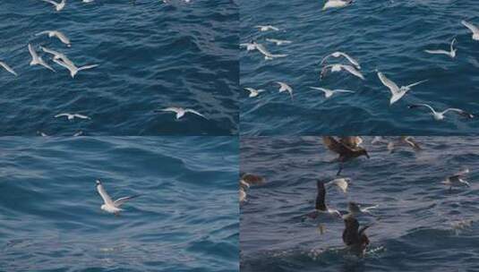 海面上飞翔的海鸥。高清在线视频素材下载